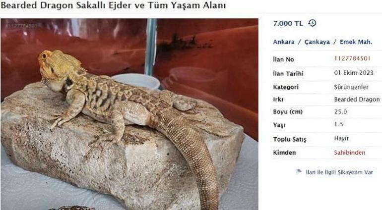 Türkiye'ye getirildi, internetten satılıyor! 'Her ile kargo yaparım'