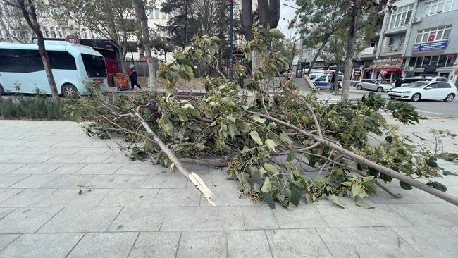 Edirne'de kuvvetli rüzgar: ağaçlar devrildi, çatılar uçtu!