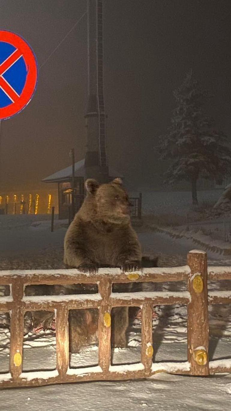 Görüntüler İstanbul'da kaydedildi! Aç kalan kurtlar şehre indi