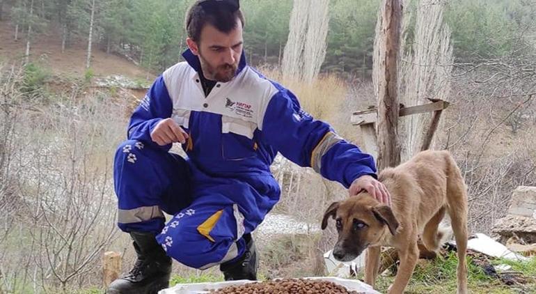 Aydın'da kan donduran olay! 5 köpek zehirlenerek öldürüldü