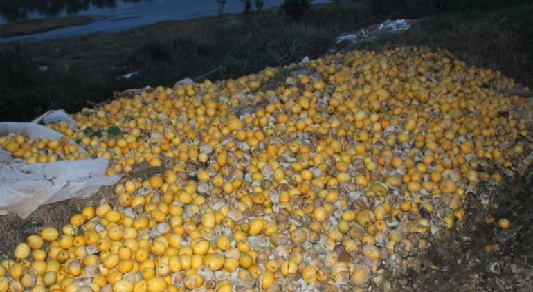 Adana’da şoke eden manzara! Tonlarca limon dere yatağına döküldü