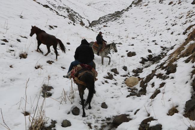 Aç kurtlar sürüye saldırdı: Karınlarında kuzuları vardı