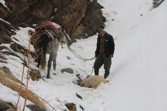 Aç kurtlar sürüye saldırdı: Karınlarında kuzuları vardı