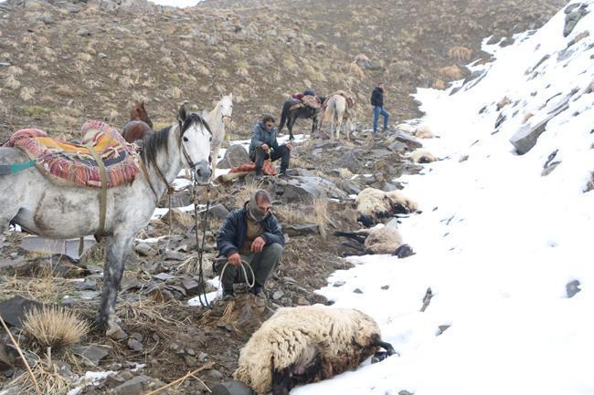 Aç kurtlar sürüye saldırdı: Karınlarında kuzuları vardı