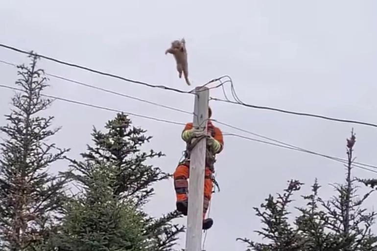 Cesur atlayış! Böylelikle sekiz canı kaldı