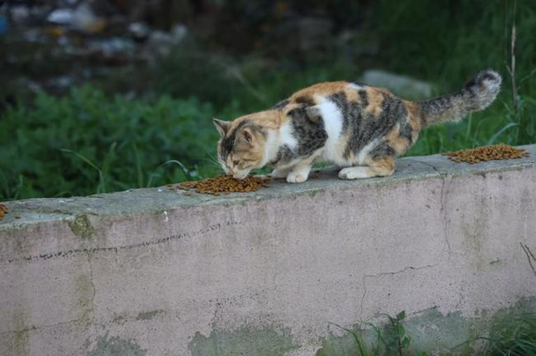 'Hayvanlar artık çöpten bile yiyecek bulamıyor, çünkü şehirde insan yok'